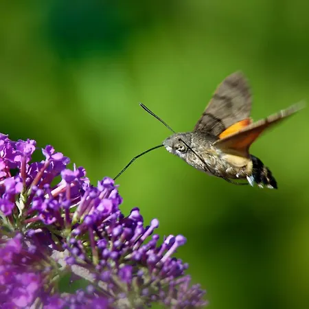 Ferienwohung Zum Wasserfall アパート