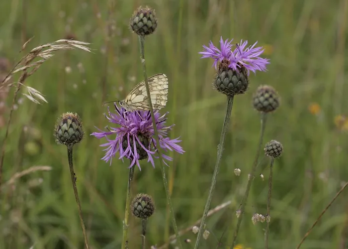 Apartment Ferienwohung Zum Wasserfall