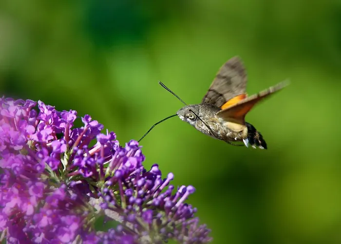 Ferienwohung Zum Wasserfall Apartment